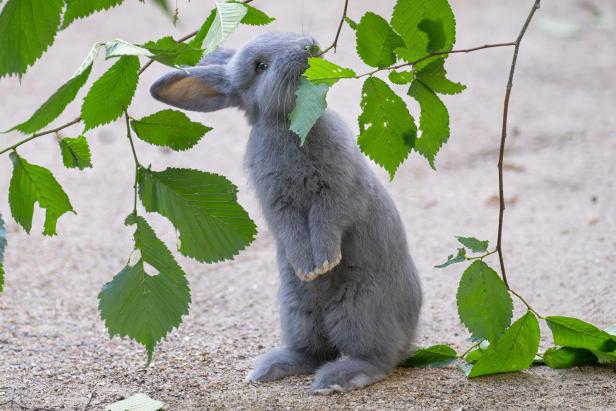 Ein graues Kaninchen steht auf seinen Hinterbeinen und frisst an den grünen Blättern eines tief hängenden Zweiges.