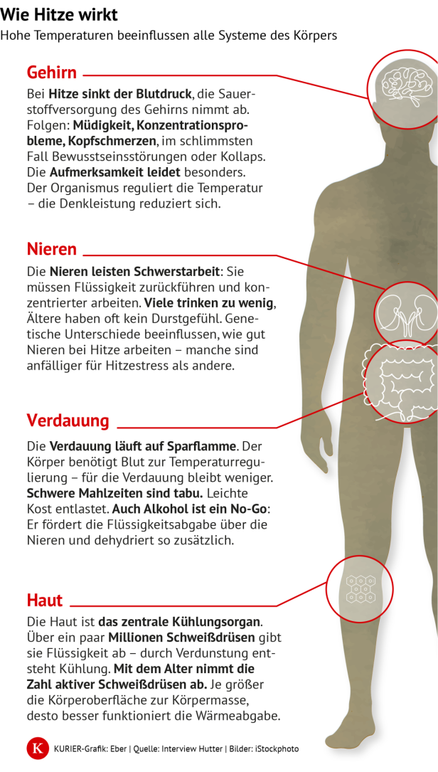 Infografik zu den Auswirkungen von Hitze auf Gehirn, Nieren, Verdauung und Haut.