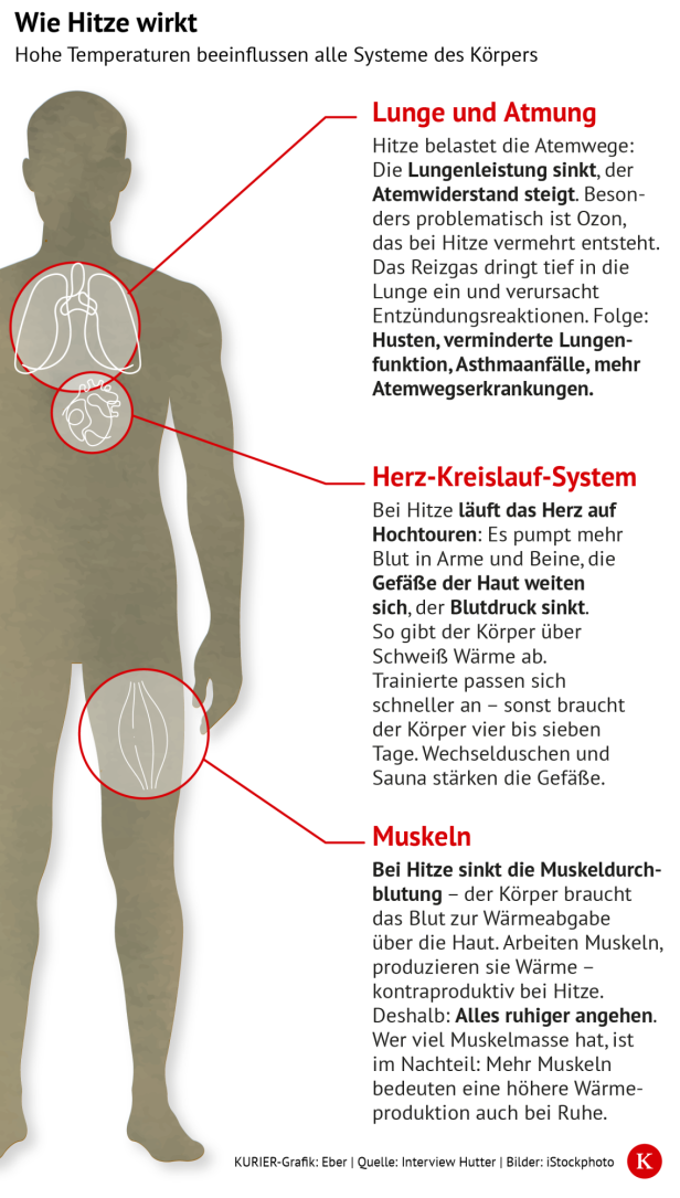 Infografik zeigt, wie Hitze Lunge, Herz-Kreislauf-System und Muskeln belastet.