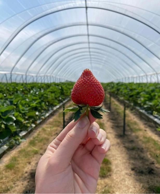 Wimbledon Erdbeeren