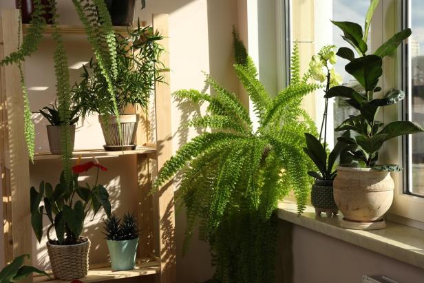 Verschiedene Zimmerpflanzen, darunter Farne und eine Orchidee, stehen auf einem Holzregal und einer Fensterbank im hellen Sonnenlicht.
