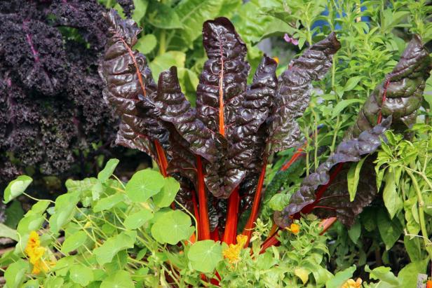 Dunkelrote Mangoldblätter mit roten Stielen wachsen dicht zwischen grünen Gartenpflanzen.