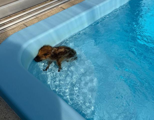 Frischling im Pool