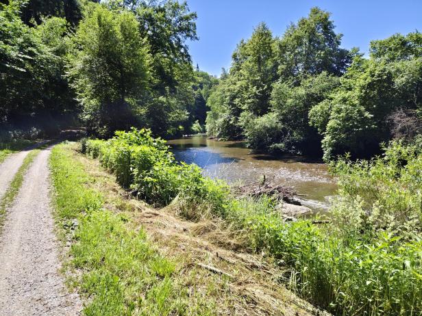 Ein sonniger Waldweg führt entlang eines Flusses, der von üppigen grünen Bäumen gesäumt ist.