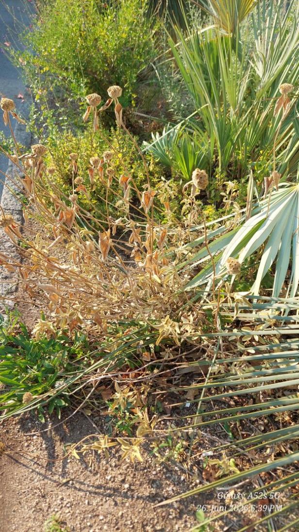 Vertrocknete Gartenpflanzen zwischen grünen Palmenblättern in sonniger Steinbeet-Landschaft.