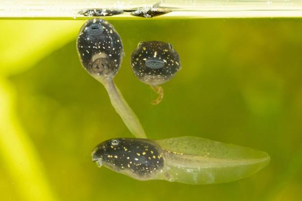 Drei dunkel gefleckte Kaulquappen schwimmen in grünlichem Wasser.