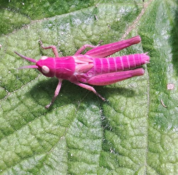 Pinker Grashüpfer auf grünem Blatt