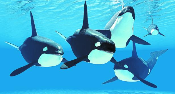 Fünf Orcas tauchen im blauen Wasser.