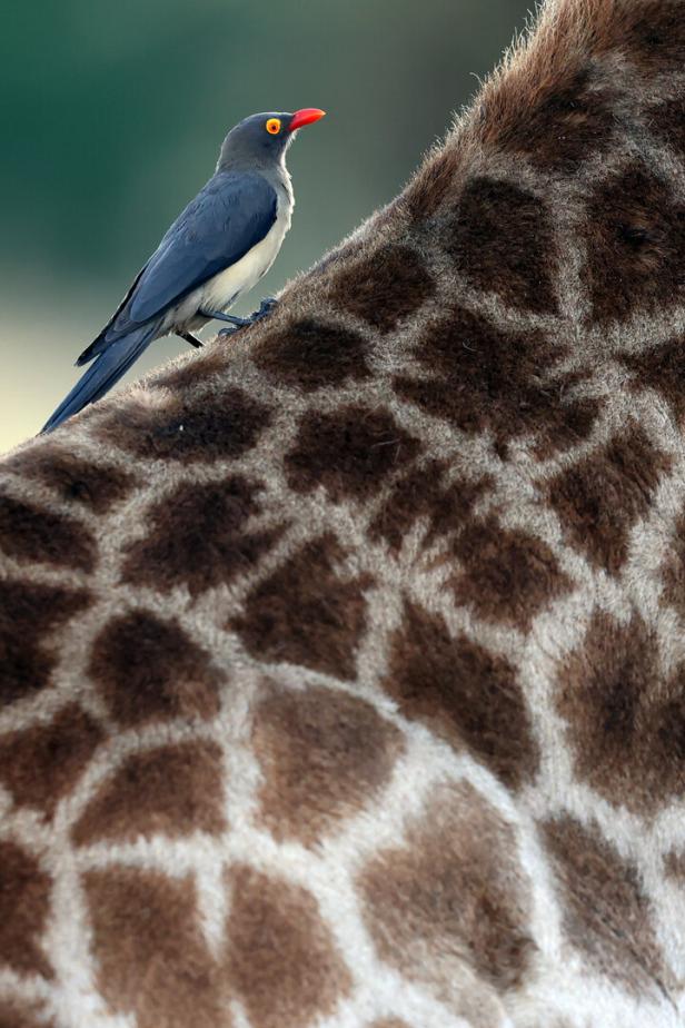 Ein kleiner Vogel sitzt auf dem Rücken einer Giraffe.