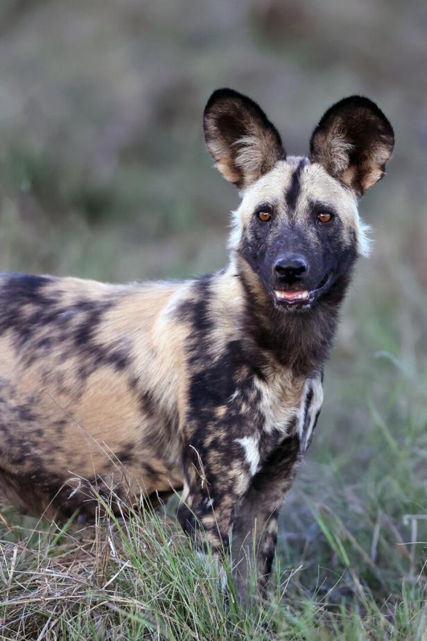 Afrikanischer Wildhund steht im Gras und blickt aufmerksam in die Kamera.