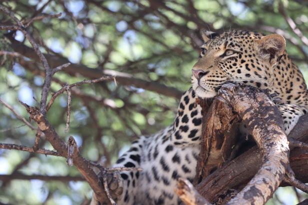 Leopard liegt entspannt auf einem Ast und blickt nach rechts.