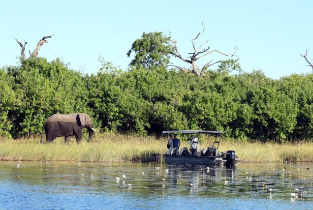 Ein Elefant steht am Ufer, während ein kleines Boot mit Menschen im Wasser davor hält.
