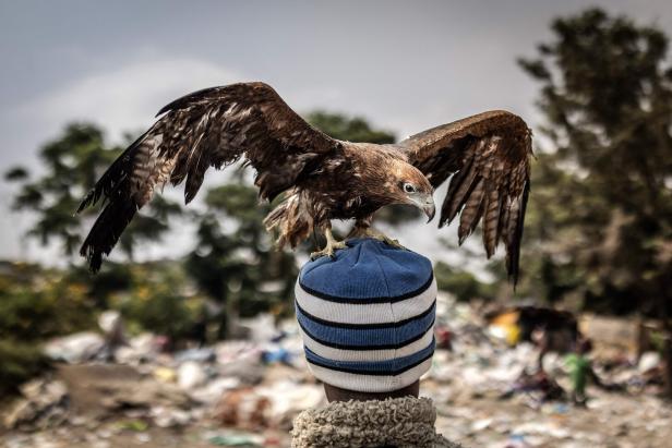 TOPSHOT-KENYA-CONSERVATION-ENVIRONMENT-BIRDMAN