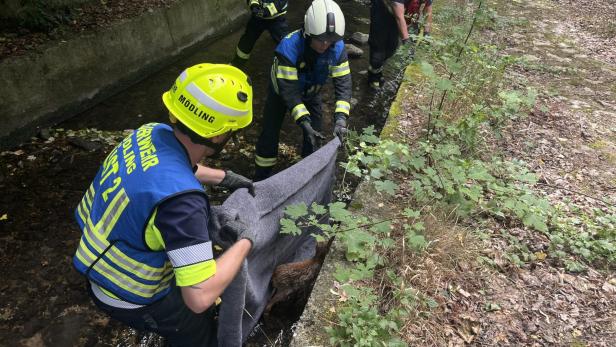 Feuerwehr rettet Rehkitz aus dem Bach