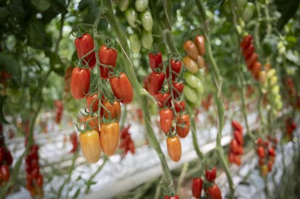 Mehrere Rispen länglicher Tomaten in verschiedenen Reifestadien an Tomatenpflanzen in einem Gewächshaus.