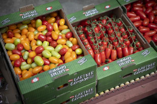 Bunte Cherry-Paradeiser und Mini-San-Marzano-Tomaten in Kisten von Gärtner Gemüse aus Wien Essling.