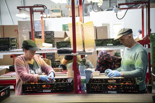 Arbeiterinnen und Arbeiter verpacken Cherry-Paradeiser in Kisten im Betrieb von Stefan Bauer in Wien-Essling.