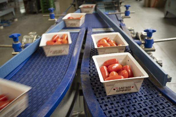 Kunststoffkisten mit Tomaten auf einem Förderband in einer Produktionshalle.