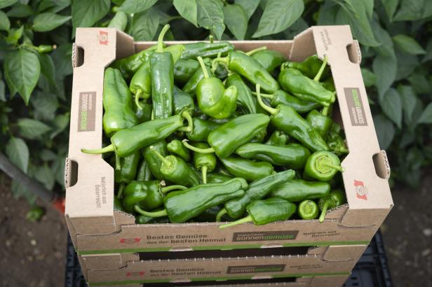Kiste mit frisch geernteten grünen Bratpaprika aus dem Seewinkel.