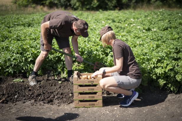 Sabine und Thomas Andert ernten Frühkartoffeln auf ihrem Feld im Seewinkel.