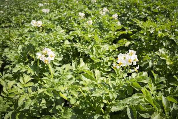 Grünes Kartoffelpflanzenfeld mit mehreren weißen Blüten unter Sonnenlicht.