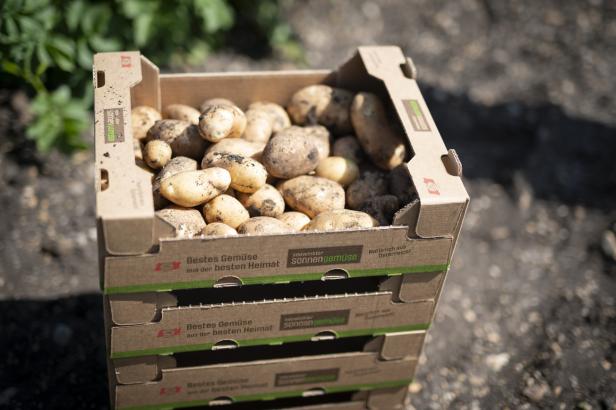 Frisch geerntete Frühkartoffeln in Kisten mit dem Aufdruck „seewinkler sonnengemüse“.