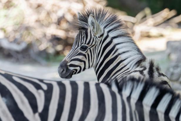 Zebra Schönbrunn