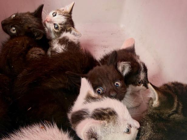 Die geretteten Katzenbabys.