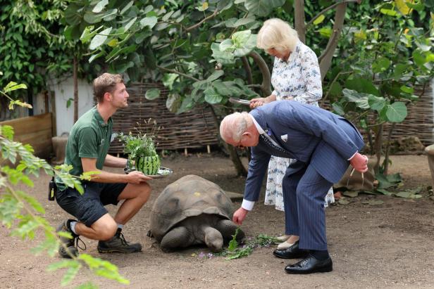 König Charles III. und Königin Camilla füttern eine Riesenschildkröte, während ein Tierpfleger eine mit Pflanzen gefüllte Wassermelone hält.