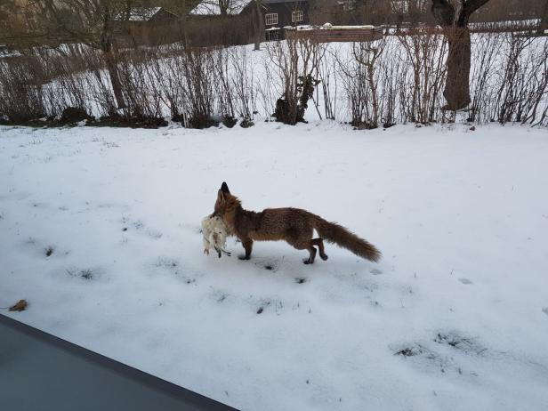 Fuchs in Wien