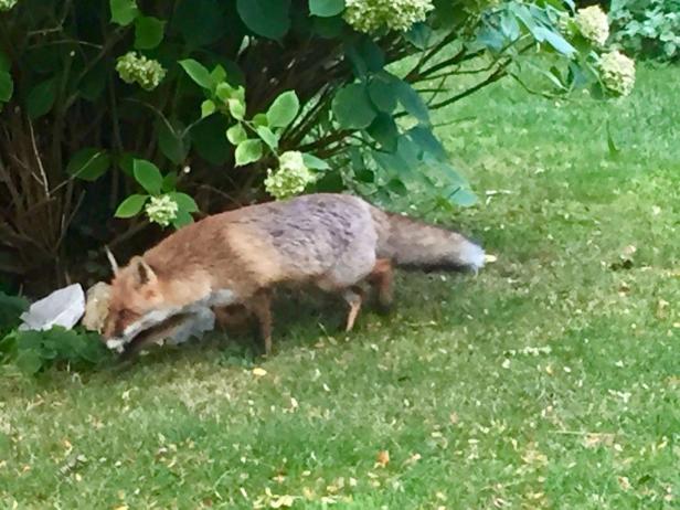 Fuchs im Garten