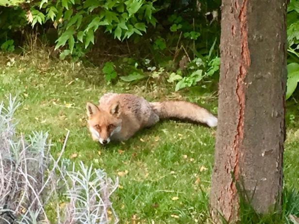 Fuchs im Garten