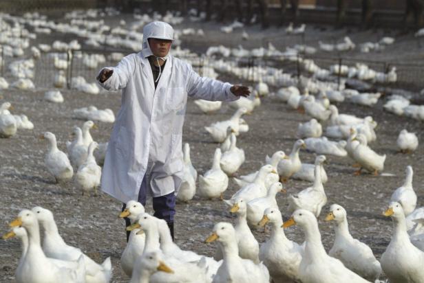 Die Qianlu-Entenfarm, wo 70.000 Enten 50 Prozent des Bedarfs am Markt für Peking-Ente in Peking abdecken.