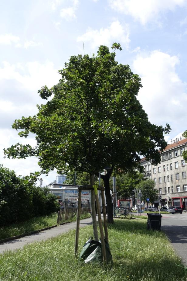 Acer campreste ,Huibers Elegant’: ein Feldahorn.