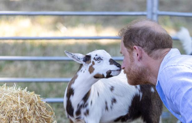Britain's Prince Harry visits Scotty's Summer Festival at Maxstoke Castle in Warwickshire