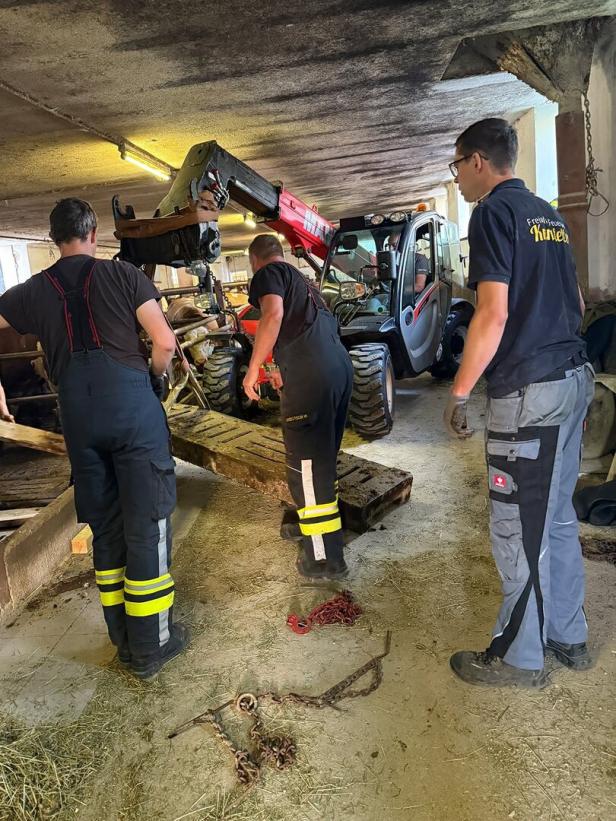 Rettungsaktion für Stiere 