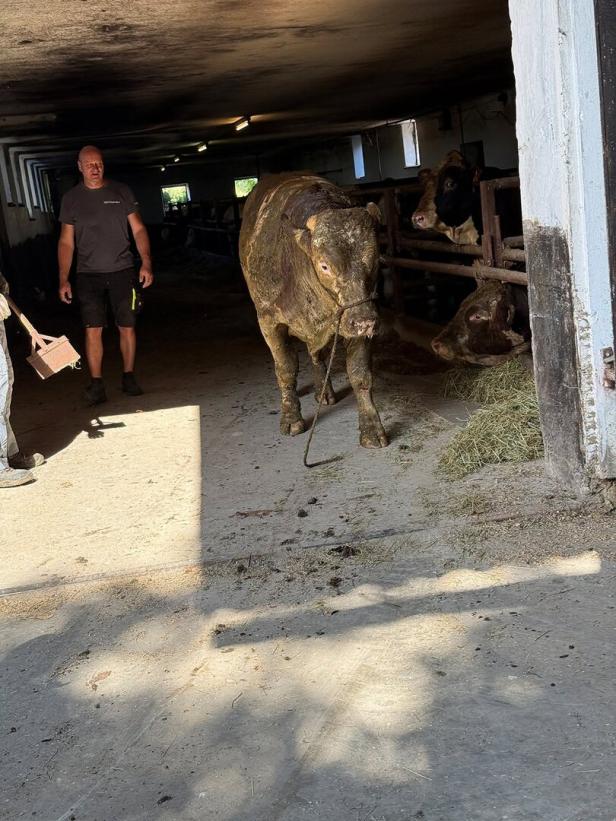 Stiere ertrugen Rettungsaktion ruhig