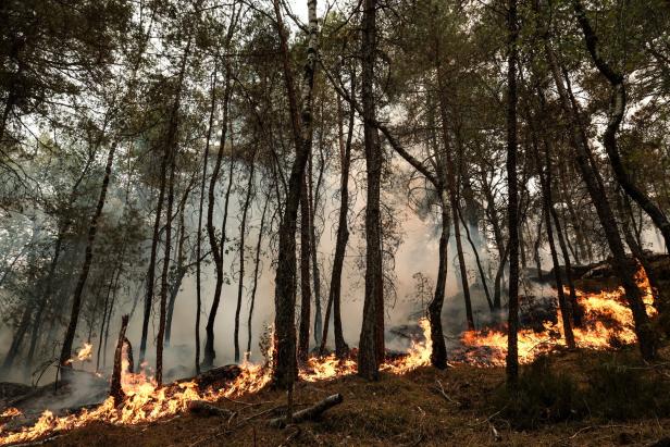 Major wildfire rages in Fontainebleau Forest near Paris