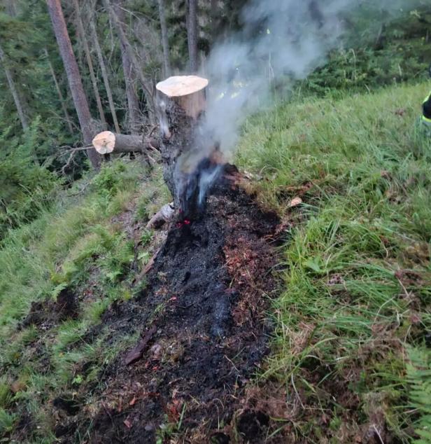 Brennender Wurzelstock