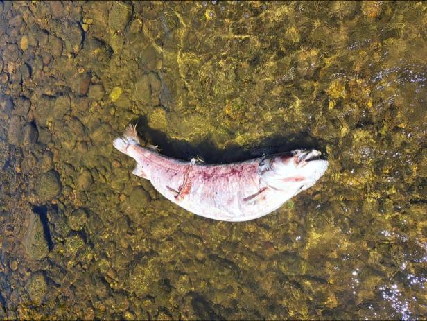 Toter Fisch liegt im flachen, klaren Wasser auf Kieselsteinen.