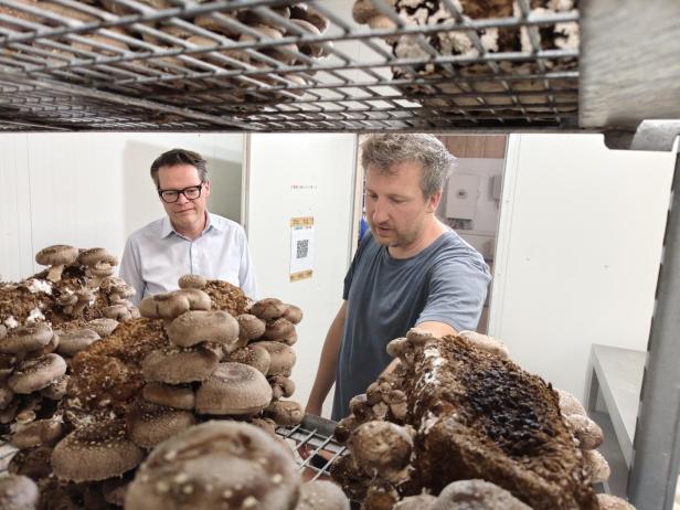 Klimastadtrat Jürgen Czernohorszky und Manuel Bornbaum bei der Pilzernte.
