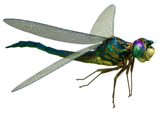 Tracheen setzten Riesenlibellen Grenzen: Größer ging mit feinen Luftröhren nicht. Das bunte 3-D-Modell zeigt eine schillernde Riesenlibelle.