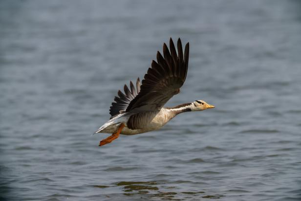 Die Streifengans ist dank eines extrem effizienten Lungen-Luftsack-Systems zu Höhenflügen fähig. Eine Gans fliegt knapp über dem Wasser.