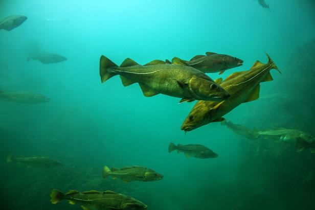 Cod fishes floating in aquarium, Alesund, Norway. Cod fishes floating in aquarium, Alesund, Norway.