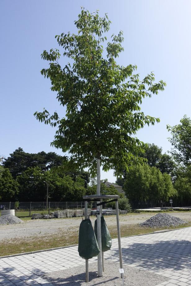 Die Purpur-Erle ist ein sehr anpassungsfähiger Baum. 