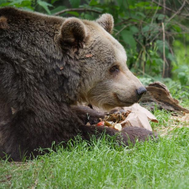 Braunbär im Gras frisst neben einer Papiertüte im Wald.