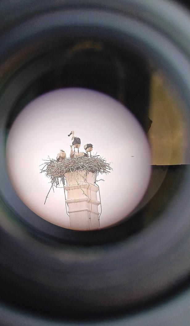 Greifvögel und Störche ohne Grenzen