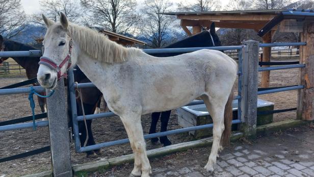 Weißes Pferd steht vor Koppel-Zaun. 