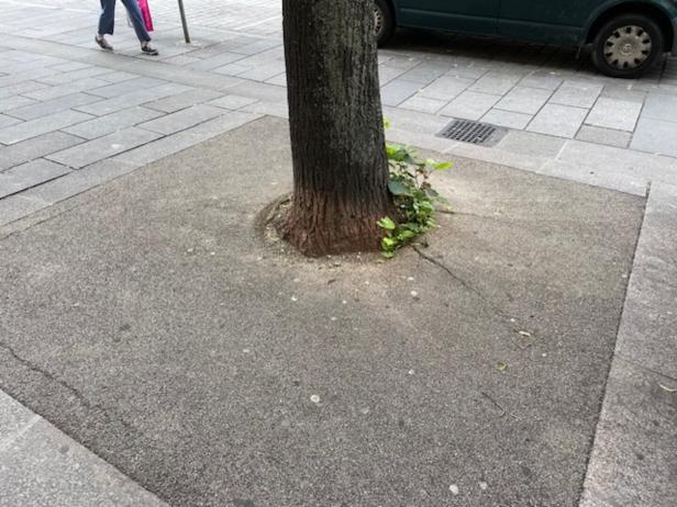 Baumstamm in einer Gehwegöffnung, daneben etwas Unkraut und geparkte Autos.