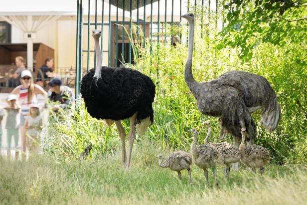 Zwei Strauße mit mehreren Küken stehen im Gras vor einem Gehege, während Besucher im Hintergrund zusehen.